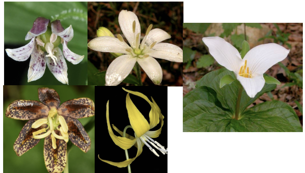 <p>Liliaceae </p>