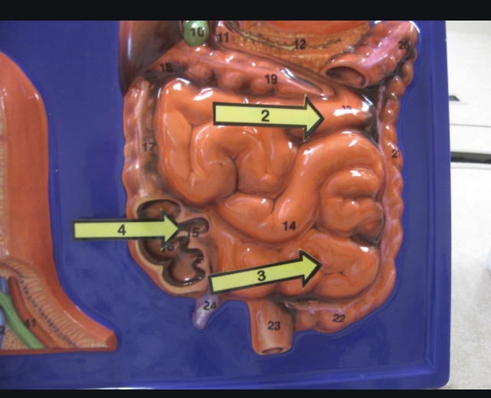 <p>Small intestine </p>