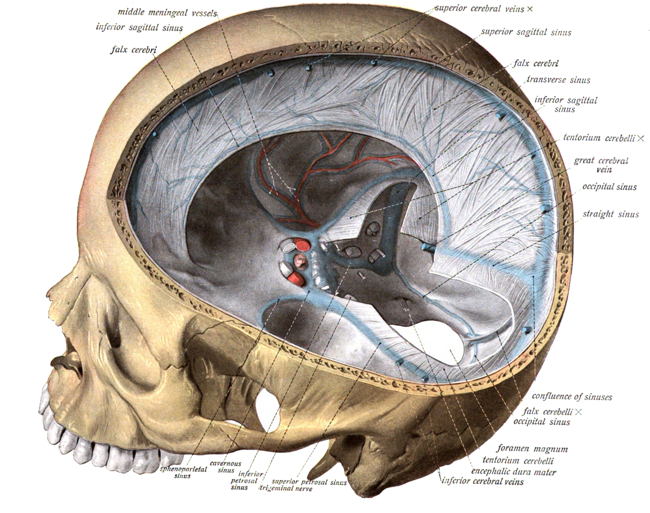 <ul><li><p>Large dural infolding between cerebral hemispheres</p></li><li><p>Runs anterior to posterior </p></li><li><p>Attaches anteriorly: frontal crest of frontal bone & crista galli of ethmoid</p></li><li><p>Posterior attachment: internal occipital protuberance</p></li></ul><p></p>