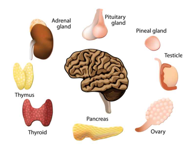 <p>its the body system that produces and secretes hormones into the bloodstream to regulate physiological functions</p><p>the word endocrine means to secrete internally and it a form of signalling mechanism, cell to cell signalling </p><p>for endocrine the hormone has to secreted inside the blood and travel to a distant target cell </p>