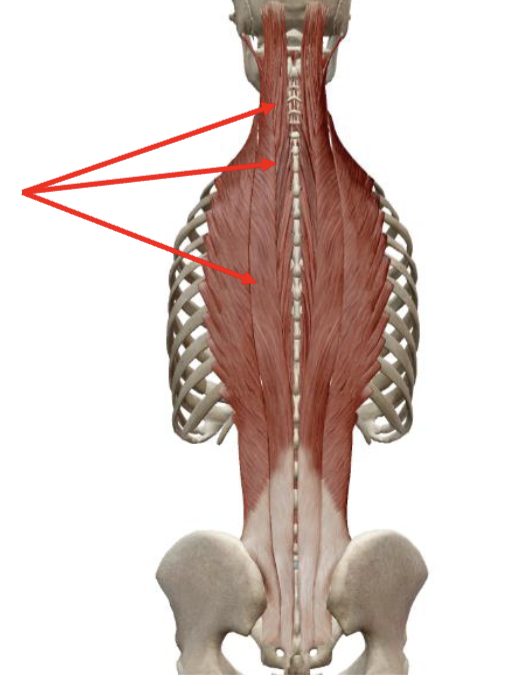 <p>Erector Spinae: Longissimus Insertion</p>
