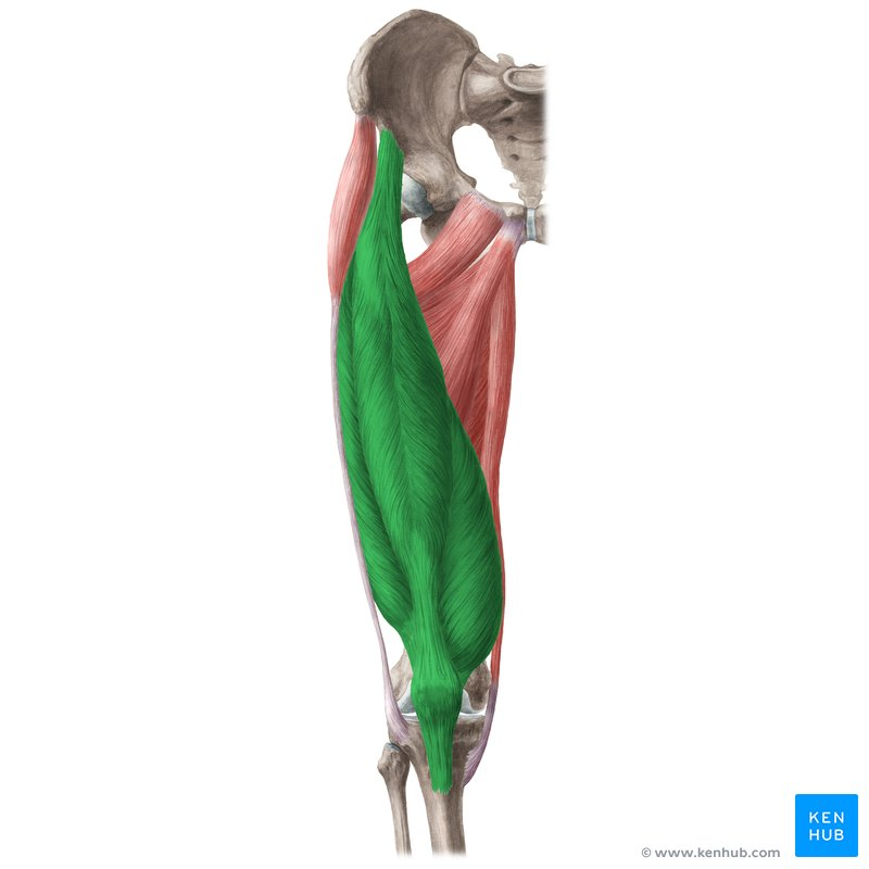 <p>Muscles that Move the Leg?</p>