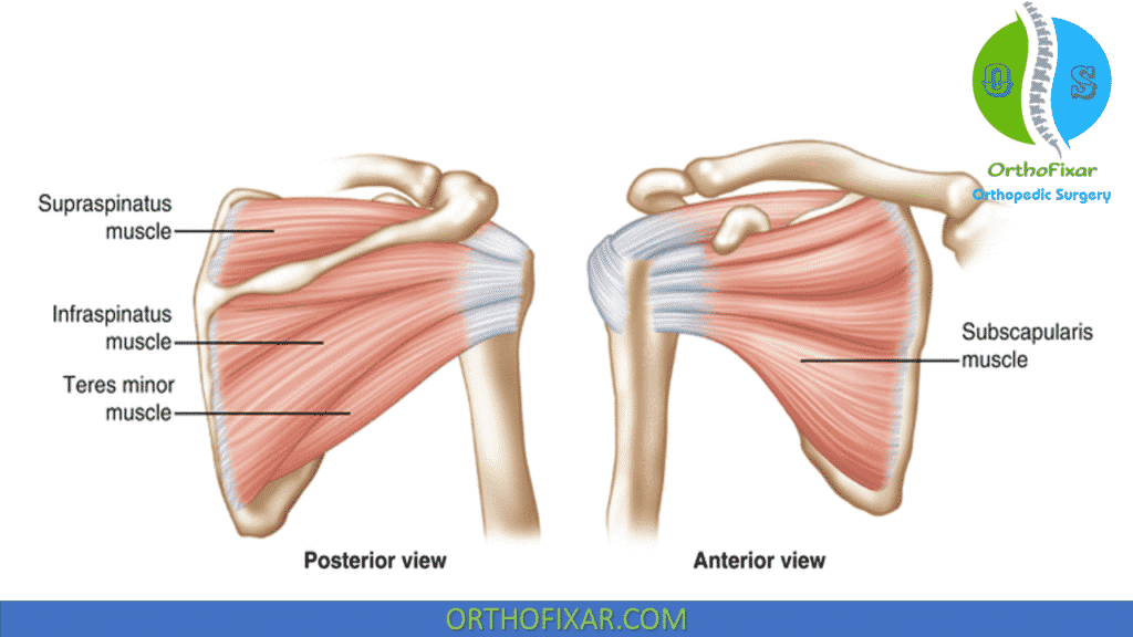 <p>Supraspinatus</p>