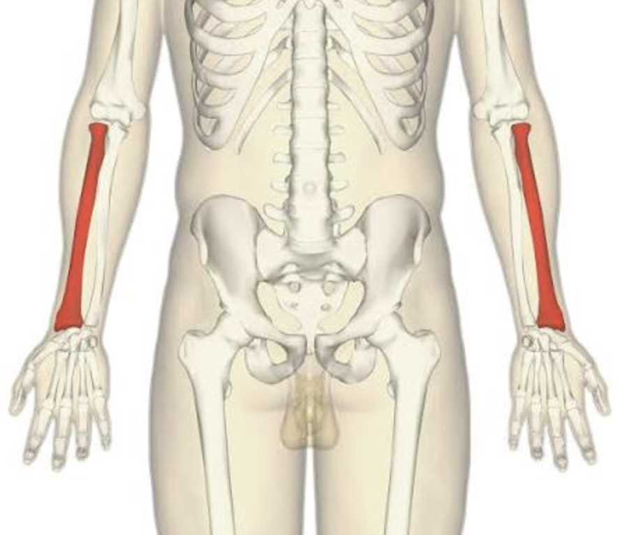 <p>Lateral forearm bone (thumb side).</p>