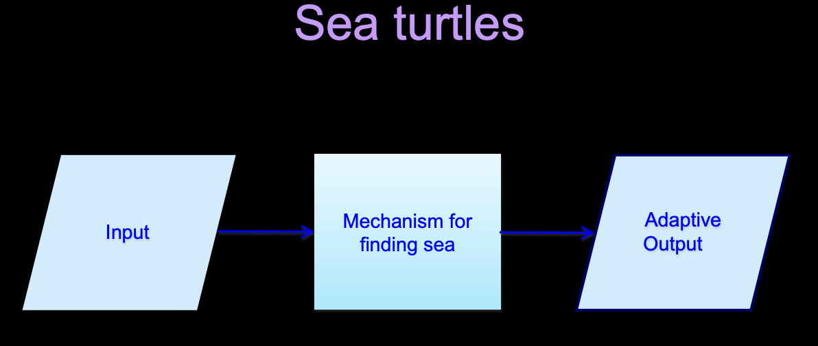 <p>What is the evolutionary adaptive model for sea turtles to find the sea?</p>