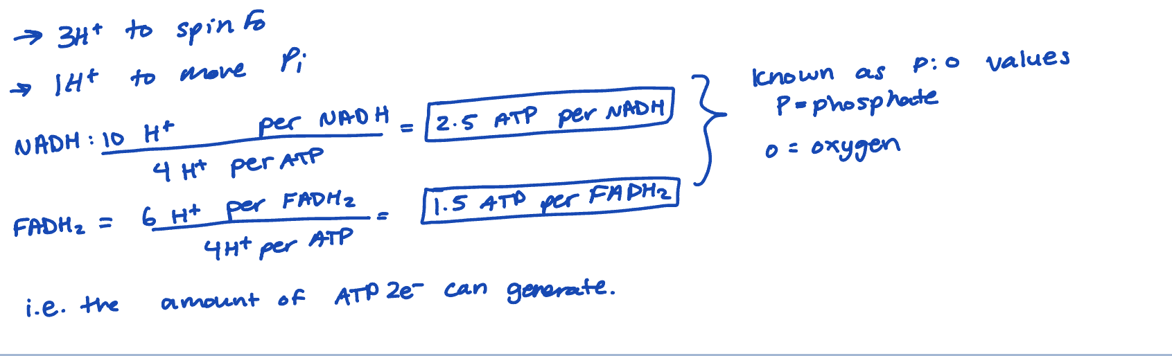 <ol><li><p>alphabeta lose site (L, BADP) = loading conformation</p><ol><li><p>ADP + Pi can bind and become trapped</p></li></ol></li><li><p>alphabeta tight site (T, BATP) = ATP synthesis step, where ATP is made and found tightly to the B subunit</p></li><li><p>alphabeta open site (O, B-empty) = release confromation, it has a low affinity for ATP or ADP</p></li></ol><ul><li><p>using the sping from Fo, the y shaft spins </p></li><li><p>this causes each of the alphabeta subunits to cycle through the L,T, and O conformations </p></li><li><p>ATP generation +release </p></li><li><p>best estimates suggest 4 H+ need to move into the matric per ATP made </p></li></ul><img src="https://assets.knowt.com/user-attachments/da7adb9e-35f7-41ae-a74d-6ee946ef3cd7.png" data-width="100%" data-align="center" alt="knowt flashcard image"><p></p>