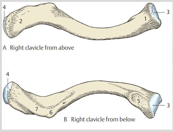 <p>Clavicle distal end</p>
