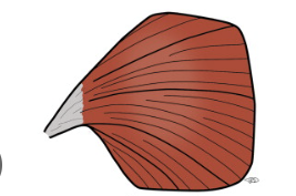 <p>What kind of muscle shape is this? Describe it.</p>
