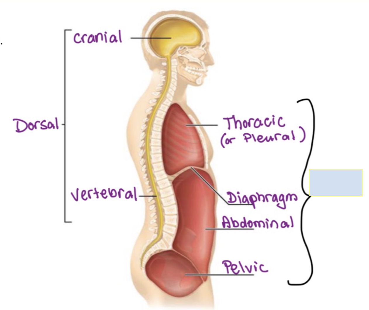 term image