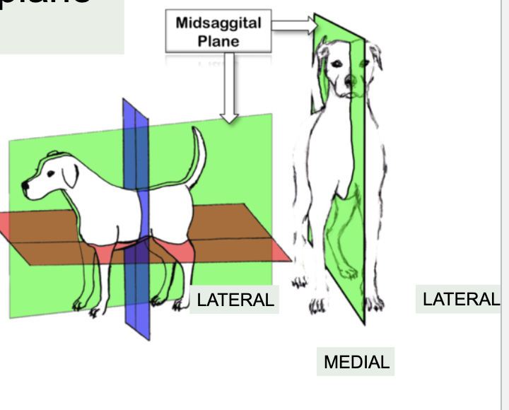 <p>Separates body left and right</p>