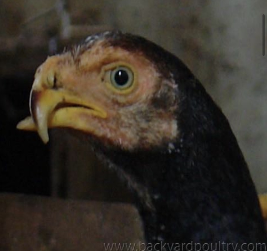 <p>A beak that is abnormal enough to interfere with eating or breeding.</p>