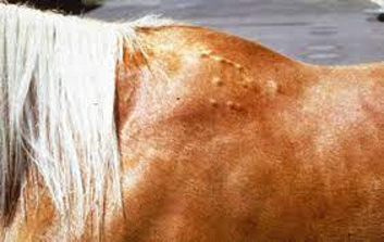 <p></p><p> </p><p></p>