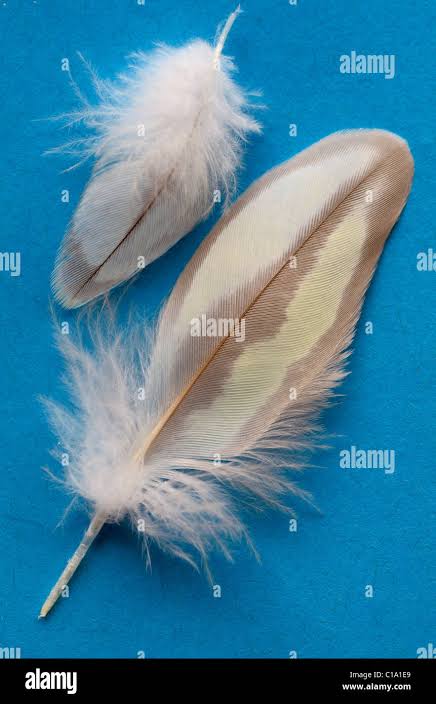 <p>Contour Feathers</p>