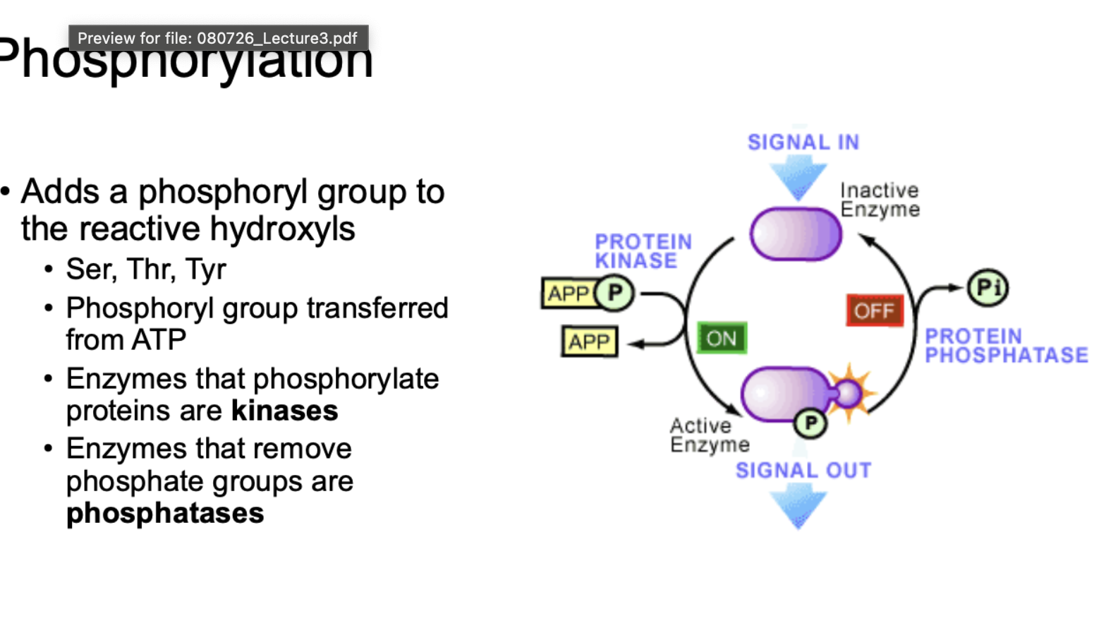 <ul><li><p>Adds a phosphoryl group to reactive hydroxyls in proteins (Ser, Thr, Tyr)</p></li></ul><p>Process:</p><ol><li><p>Signal comes in </p></li><li><p>Protein kinase grabs a phosphoryl group off of ATP</p></li><li><p>Kinase transfers phosphorly group onto a reactive hydroxyl from Ser, Thr, or Tyr → enzyme is now phosphorylated → turns enzyme from inactive to active</p></li><li><p>Enzyme does its job → protein phosphatase removes phosphate group from enzyme</p></li><li><p>Phosphate is released as Pi (inorganic phosphate)</p></li><li><p>Enzyme goes from active → active (switch off)</p></li></ol><p></p><p>Kinase: phosphorylates proteins</p><p>Phosphatase: removes phosphate groups</p><p></p>