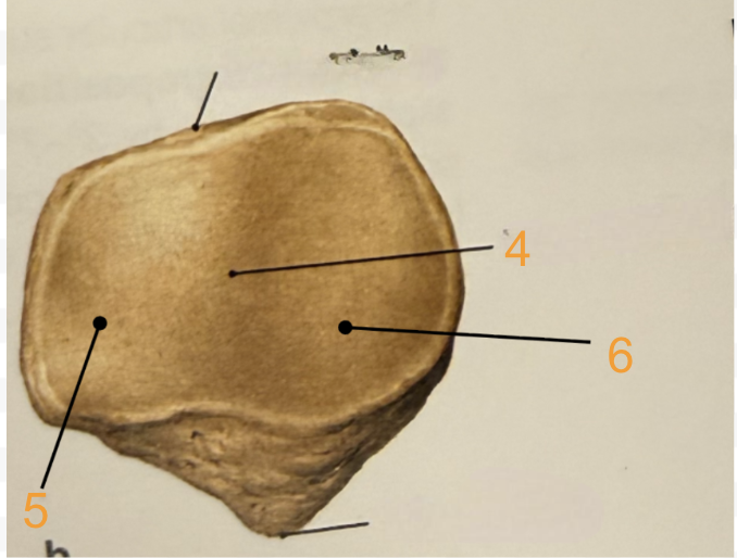 <p>5</p>