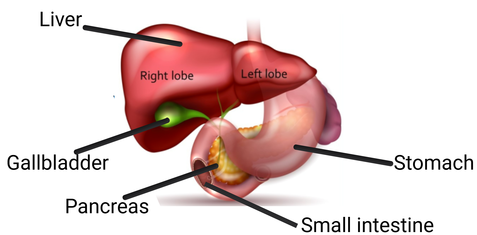 <ul><li><p>liver</p></li><li><p>gallbladder</p></li><li><p>pancreas</p></li><li><p>stomach</p></li><li><p>small intestine <sub><sup>(towards it; the opening)</sup></sub></p></li></ul><p></p>