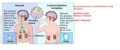 <p>reduces urinary output</p><p>pituitary gland</p>