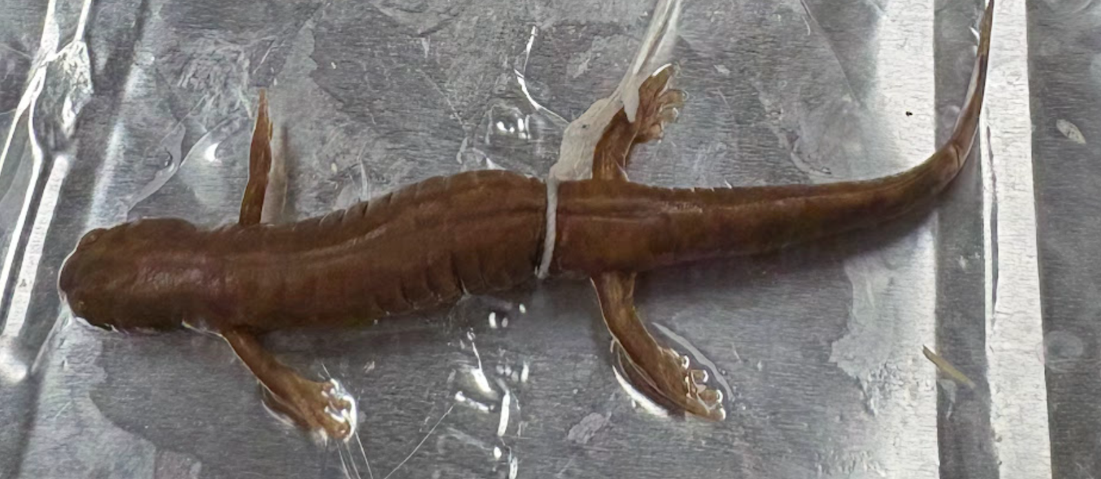 <p><span style="background-color: transparent;">Ambystoma texanum</span></p>