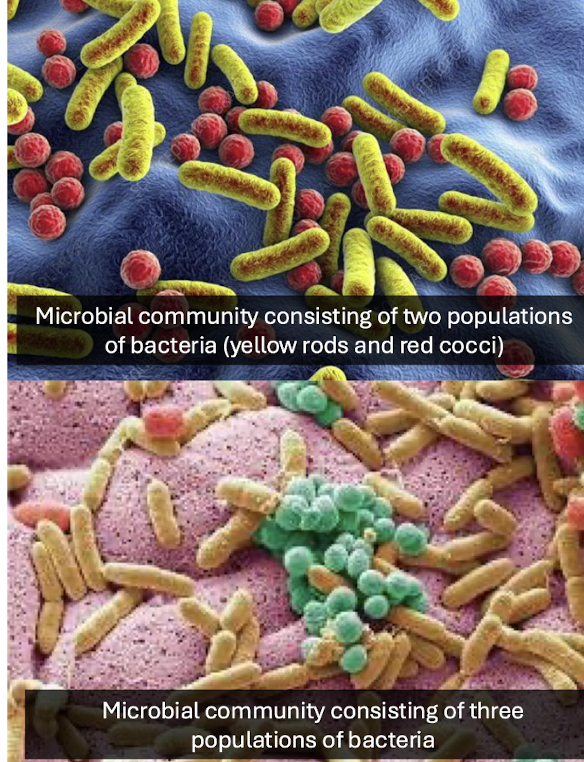 <p>A group of microbial populations <strong><u>co‑existing and interacting in the same environment.</u></strong></p>
