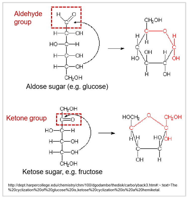<ul><li><p>the OH group on the second to last carbon reacts with the aldehyde group/ketone group </p></li></ul><p></p>
