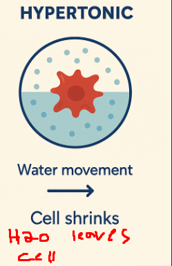 <p>A compartment has a higher solute concentration (higher Osm) relative to the other compartment.</p>