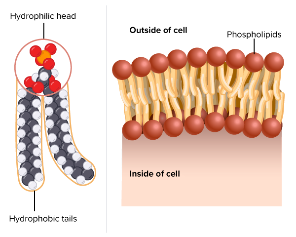 <p>hydrophobic tails of each layer point towards each other, away from the surrounding water</p><p>hydrophilic heads form outside boundary</p><p>room for protein passageways and valves make it semipermiable </p>