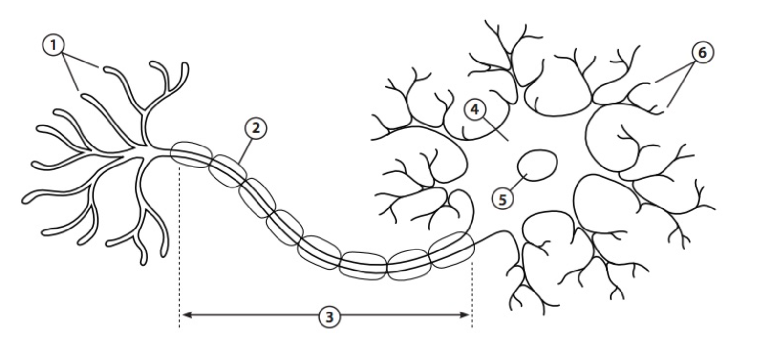 <ol><li><p>Axon Terminals (tip: <strong>T</strong>erminals look like <strong>T</strong>ails)</p></li><li><p>Myelin Sheath</p></li><li><p>Axon</p></li><li><p>Cell Body (aka Soma)</p></li><li><p>Nucleus</p></li><li><p>Dendrites</p></li></ol><p></p>