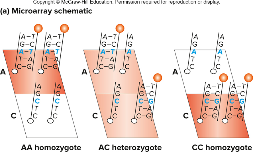 <p>true</p><p></p><ul><li><p>allele-specific oligonucleotides (ASO) are attached to a solid support (like a silicon chip)</p></li><li><p>two oligonucleotides are shown here, but many can be put on one array</p></li></ul><p></p>