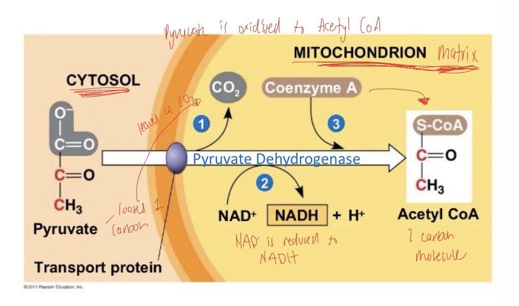 <ol><li><p>Pyruvate from glycolysis travels from the cytosol to the mitochondrial matrix</p></li><li><p>Oxidised further into 2× 2C molecules called Acetyl CoA</p></li><li><p>For each pyruvate molecule- One C molecule is lost as CO2, NAD+ is reduced to NADH, H+ is released</p></li></ol><p></p>