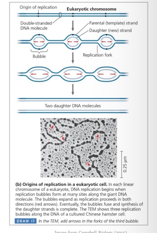 <ul><li><p>multiple linear chromosomes</p></li><li><p>Much more DNA than prokaryotes </p></li><li><p>Way too long to unwind and replicate linearly </p></li></ul><p></p>
