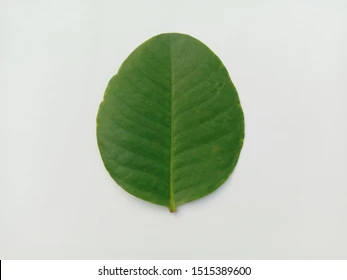 <p>gradually come together to form a smooth, rounded shape, without tapering sharply to the petiole</p>