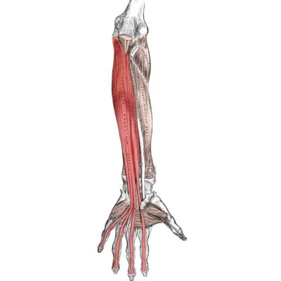 <p>Extends phalanges and hand</p>