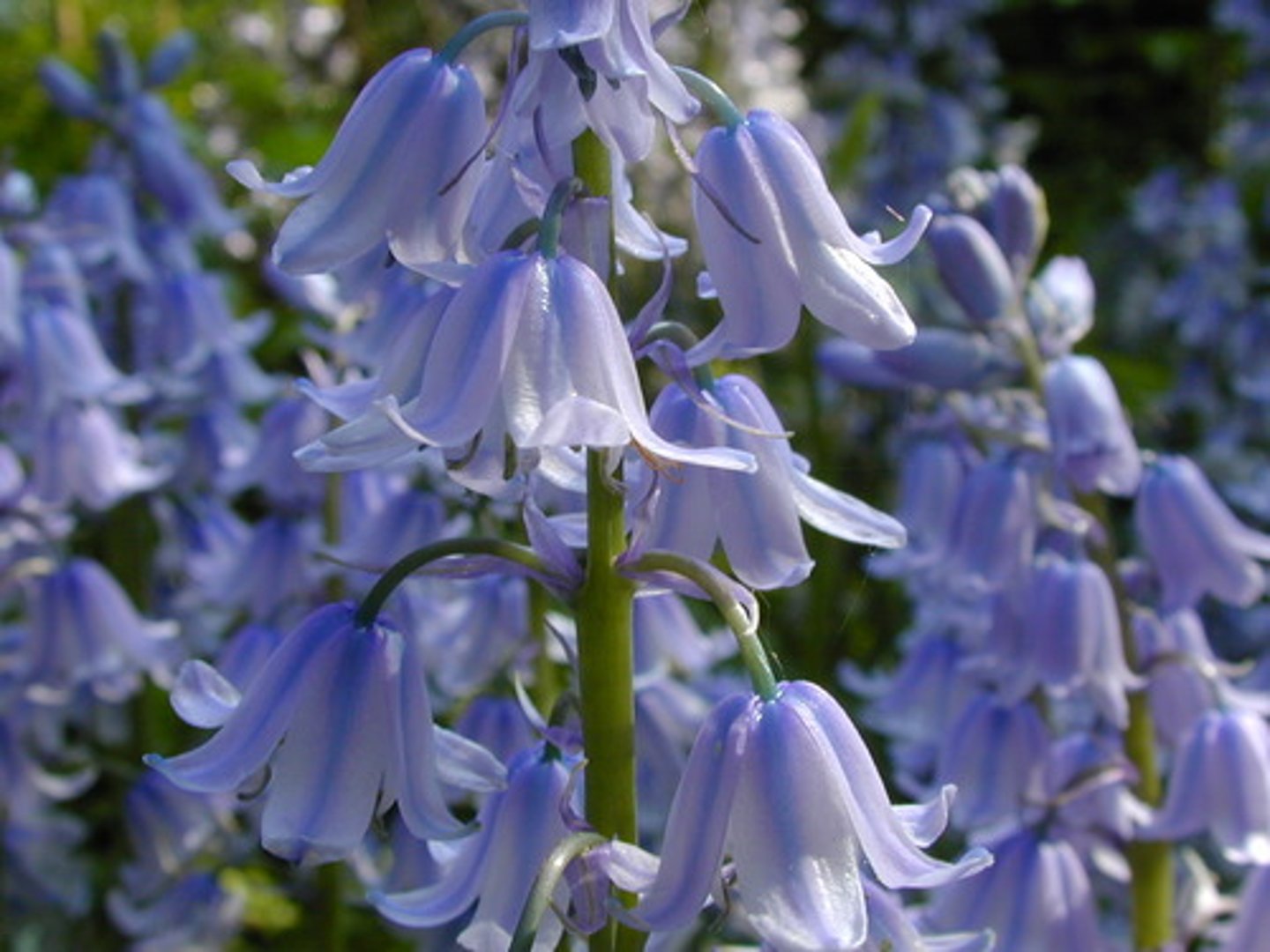 <p>une jacinthe sauvage</p>