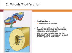 <p>1. Forebrain</p><p>2. Midbrain</p><p>3. Hindbrain</p>