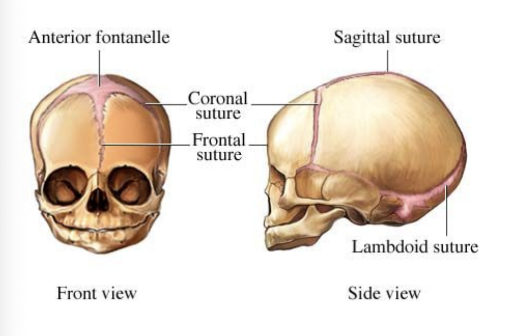 <p>frontal suture of the fetal skull</p>