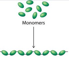 <p>joining monomers to form polymer</p>