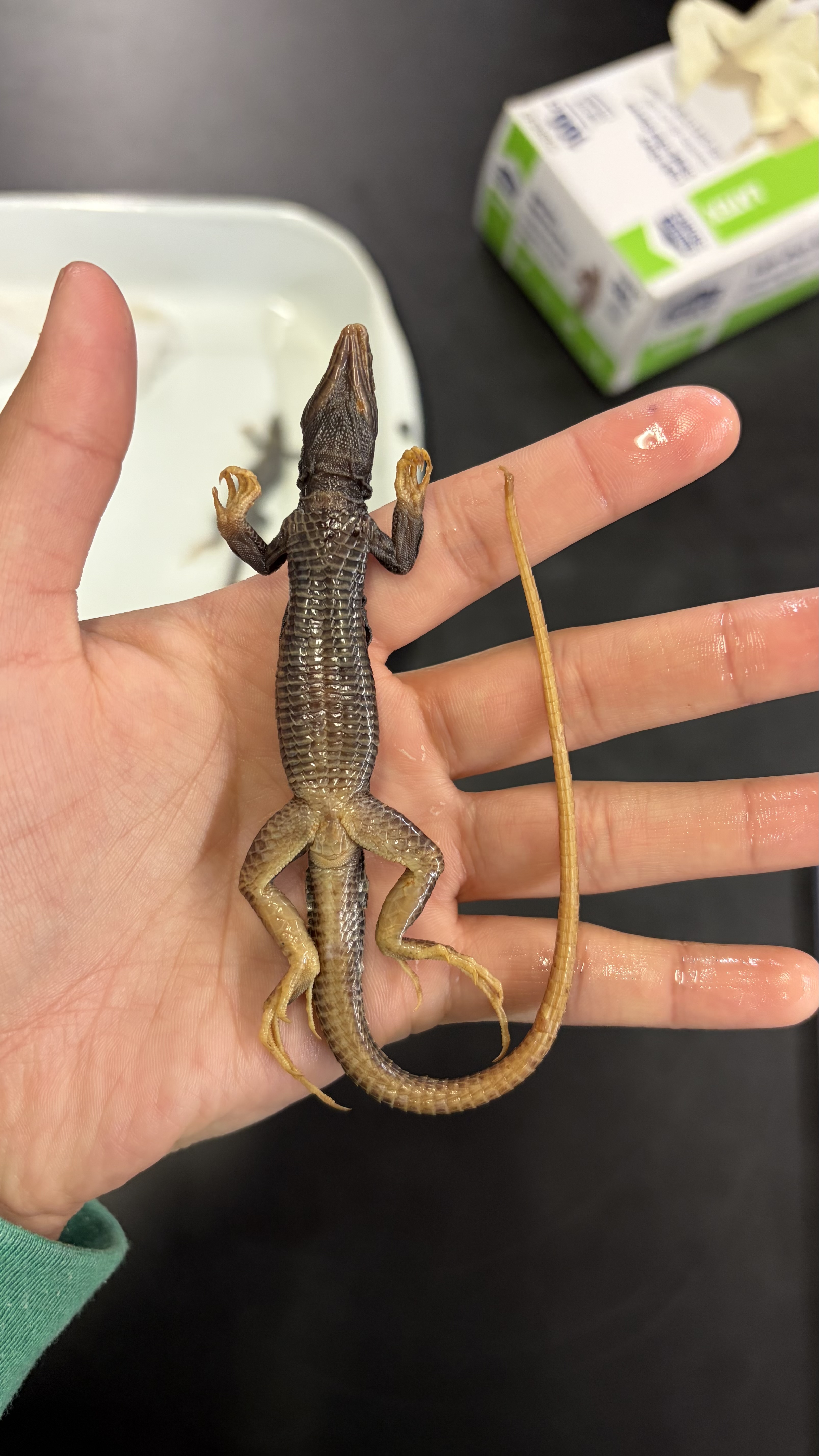 <ul><li><p>Squamata</p><ul><li><p>Scincomorpha</p><ul><li><p>Teiidae</p><ul><li><p><em>Aspidoscelis marmorata</em></p></li></ul></li></ul></li></ul></li></ul><p></p>