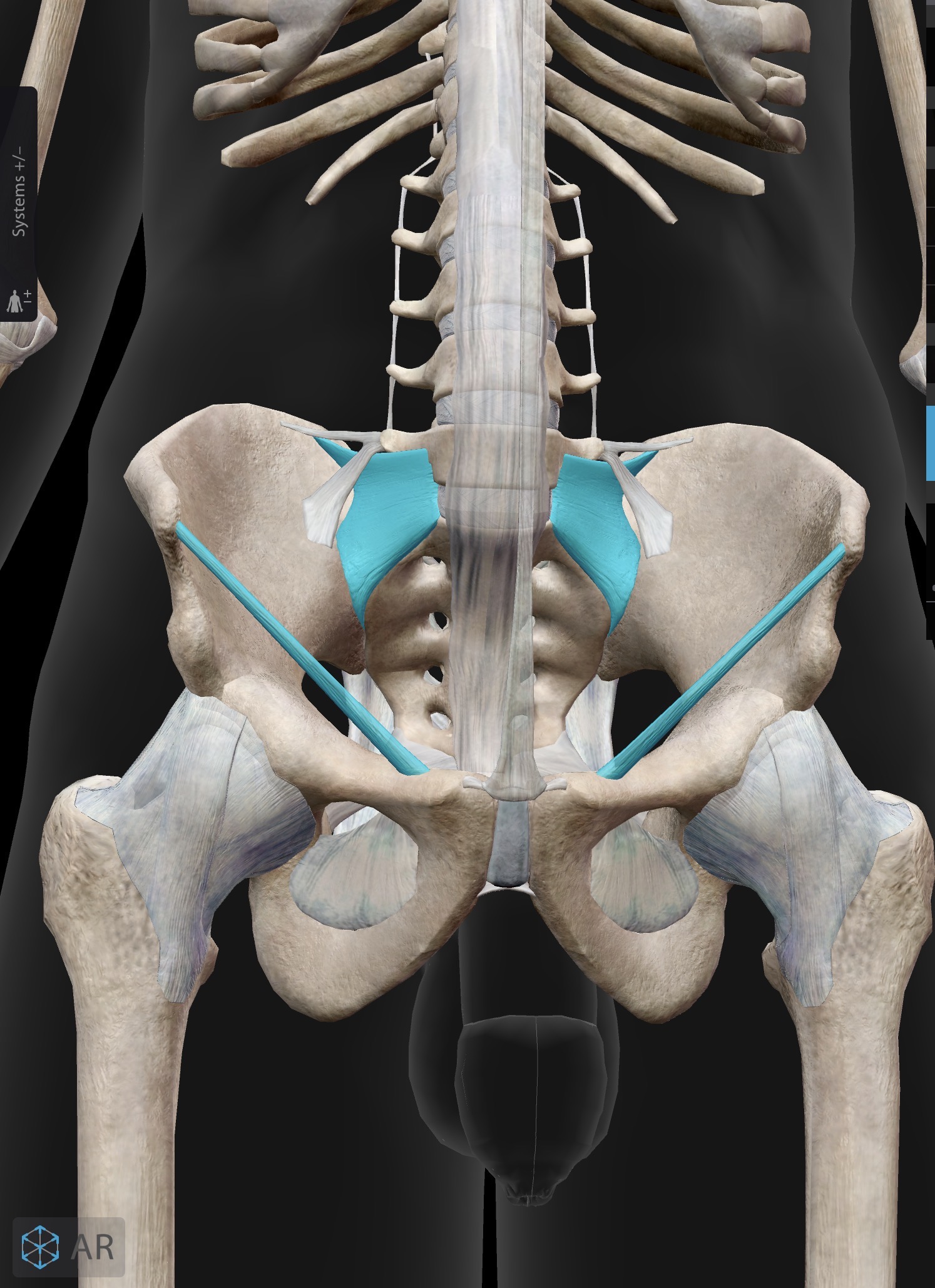 <p>What ligament is this? What does it do?</p>