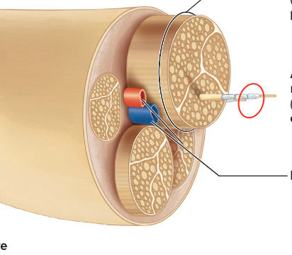 <p>wraps around axon</p>