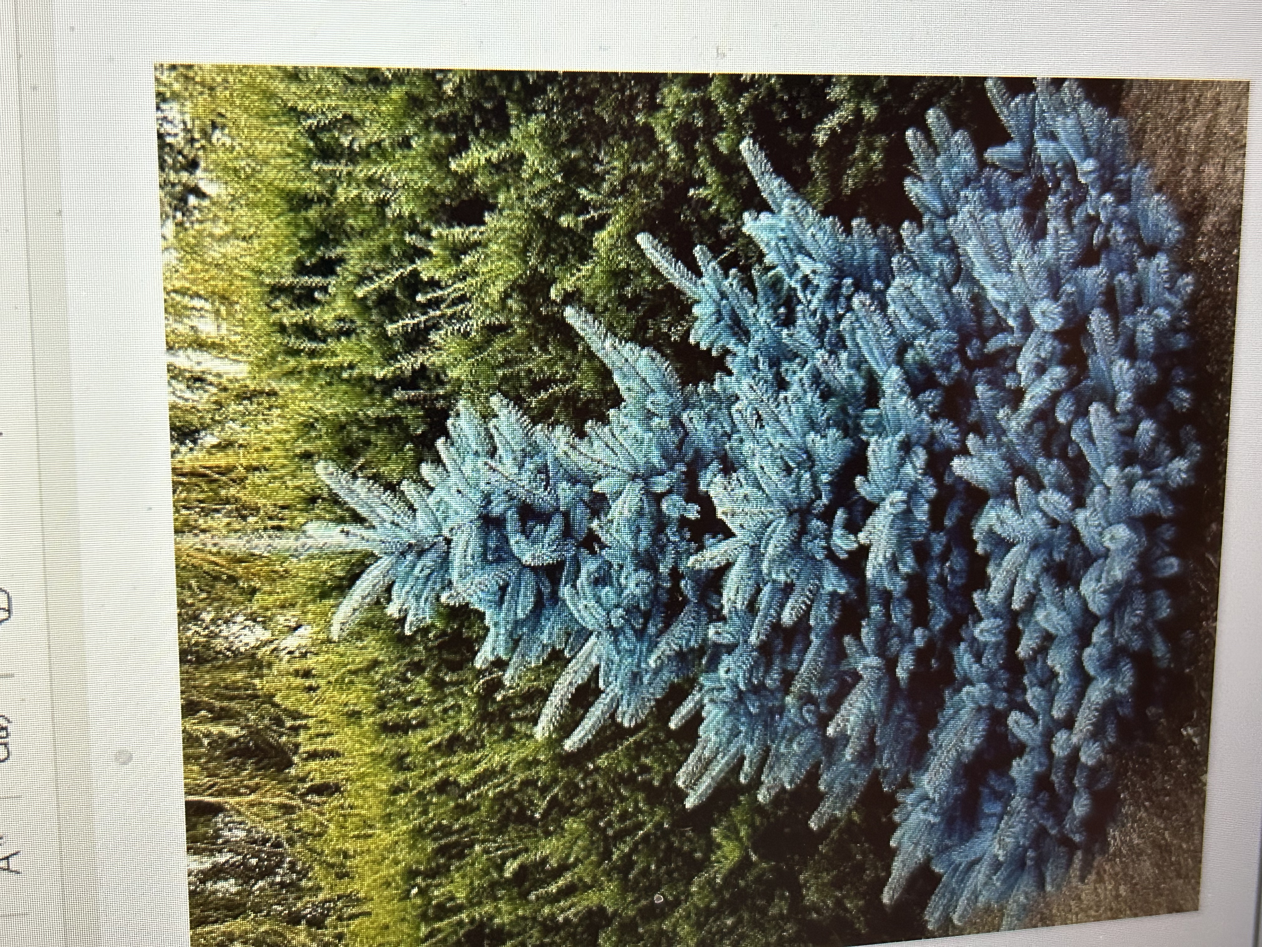 <p>Common Name: Blue Spruce </p><p>Genus: <em>Picea </em></p><p>Species: <em>pungens </em></p>