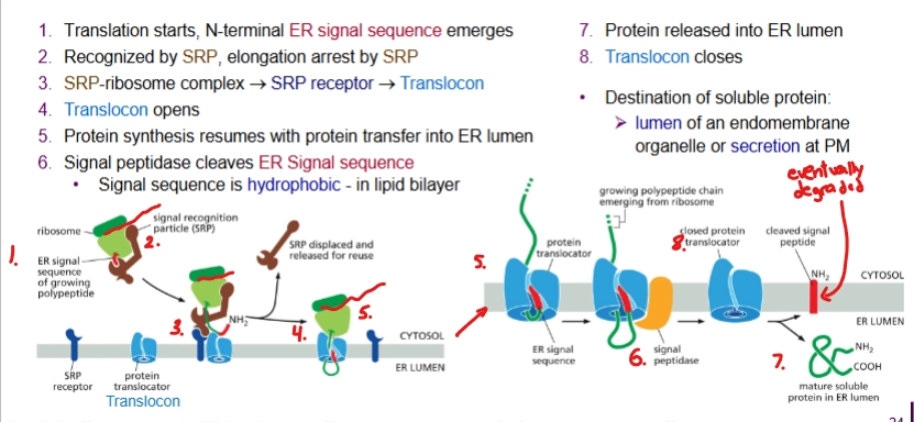 <p>SRP recognizes and binds to ER signal sequence once translated, translation stops.</p><p>Connects to SRP-ribosome complex (SRP receptor + translocon)</p>