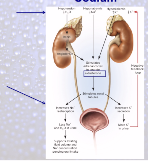 <p>“salt-retaining hormone”</p><ul><li><p>secreted in response to hyponatremia and hypotension (low BP)</p></li><li><p>if hypotension, via renin—angiotensin—aldosterone mechanism</p></li></ul><p></p>
