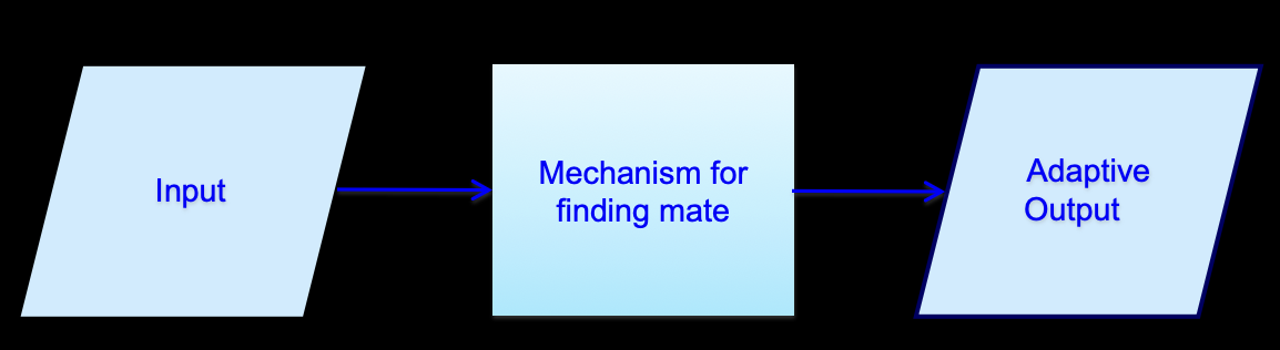 <p>What is the evolutionary adaptive model for male jewel beetles to find his mate?</p>