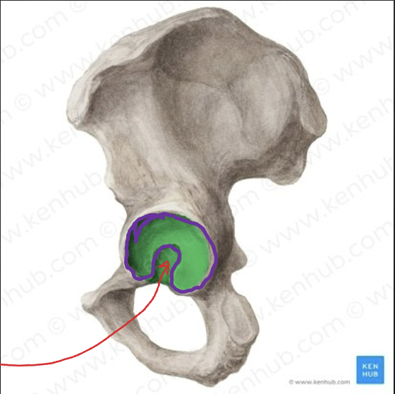 <p>Pelvis: What is the Red arrow pointing to?</p>