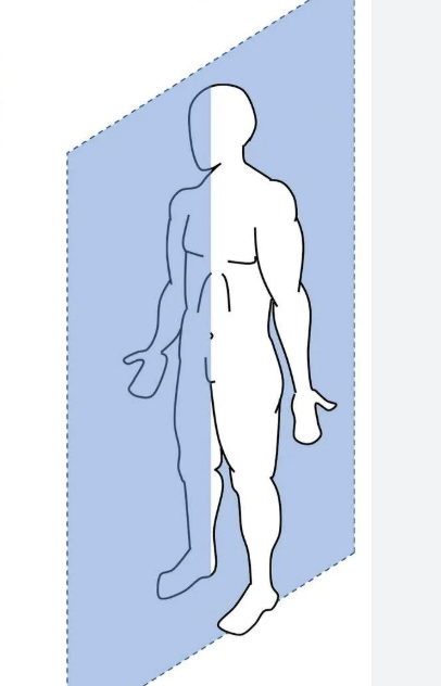 <p>sagittal plane</p>
