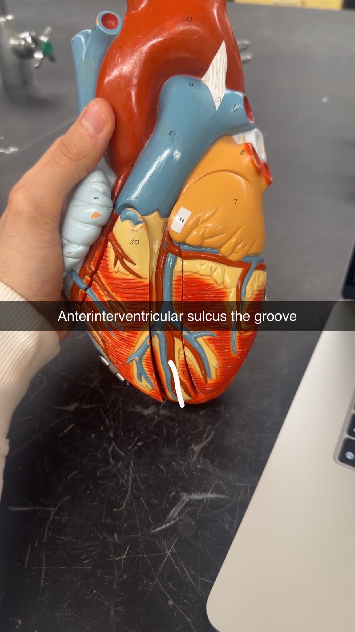 knowt flashcard image