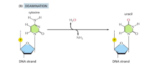 <p><span>Removal of an amino group from a base, often converting cytosine to uracil</span></p>