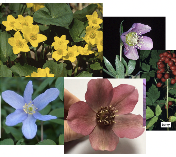 <p>Ranunculaceae</p>