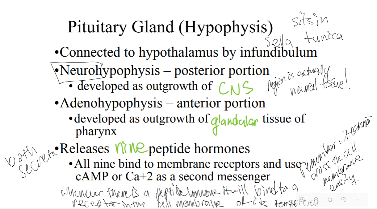 <p>What is the neurohypophysis?</p>