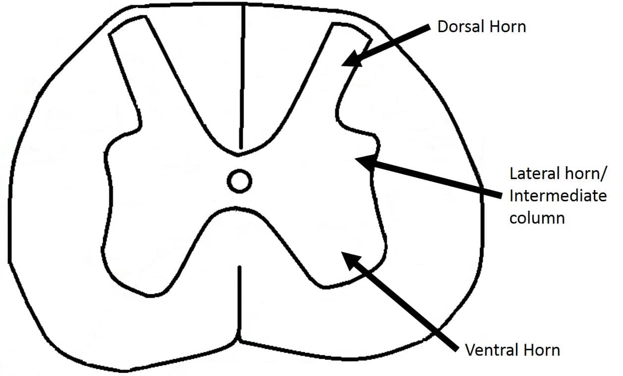 <p>ventral horns</p>